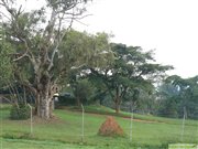 Botanischer Garten in Entebbe, Uganda Botanischer Garten in Entebbe, Uganda