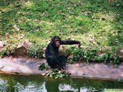 Chimpansen im Wildlife Education Centre von Entebbe, Uganda Chimpansen im Wildlife Education Centre von Entebbe, Uganda