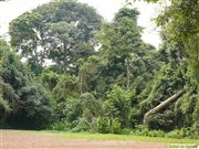 Mabira forset between Kampala and Jinja, Uganda
