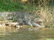Nil-Krokodil im Murchison-Falls Nationalpark. Auf einer Bootsfahrt über den Nil kommt man den Krokodielen besonders nah. Aber keine Angst: Die Boote sind sicher und es kann nichts passieren.
