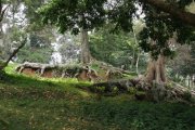 Landscape in Uganda
