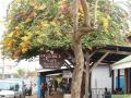Galerie Jinja - Source of the Nile at Lake Victoria anzeigen