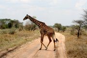 Giraffe im Norden von Uganda