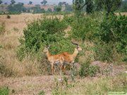Antilopen im Queen-Elisabeth Nationalpark: Zu Population von Antilopen ist in Uganda sehr hoch. Dabei sind verschieden Arten vertreten.