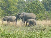 Elefanten im Murchison-Falls Nationalpark. Dieser Nationalpark ist der größte von Uganda und weist eine besonders hohe Population an Elefanten auf.