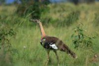 Maranatha Tours and Travel Uganda: Vogelbeobachtung
