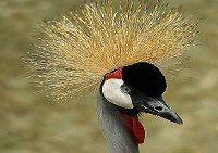 Maranatha Tours and Travel Uganda: Crested Crane