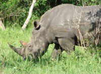 Maranatha Tours and Travel Uganda: Rhinos
