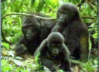 Maranatha Tours and Travel Uganda: Berggorillas