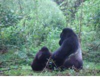 Maranatha Tours and Travel Uganda: Gorilla-Trekking