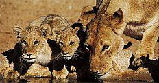Löwen in Uganda