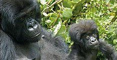 Berggorillas in Uganda