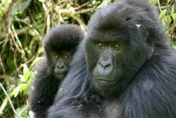 Berggorillas Uganda