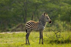 Zebra im Lake-Mburo-Nationalpark