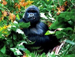 Atlas Safaris Uganda: Gorilla-Trekking