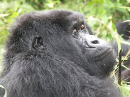 Gorilla-Trekking mit Thürmer Reisen