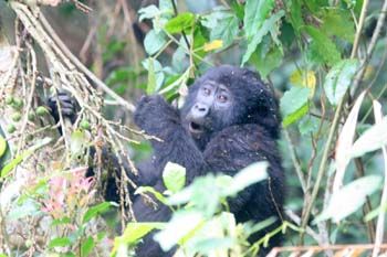 Advantage Safaris Uganda: Mountain gorilla trekking in Uganda