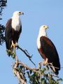 Fish eagles