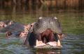 Hippos