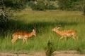 Lake-Mburo national park