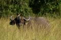 Lake-Mburo national park