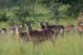Lake-Mburo national park
