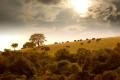 Lake-Mburo national park