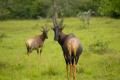 Lake-Mburo national park