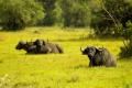 Lake-Mburo national park
