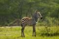 Lake-Mburo national park