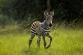 Lake-Mburo national park