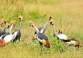 Crested cranes