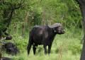 Lake-Mburo national park