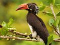 Crowned Hornbill