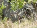Galerie Ziwa Rhino Sanctuary anzeigen