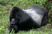 Mountain Gorilla Silverback: Gorilla safari
