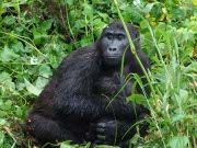 Mountain gorillas in Uganda