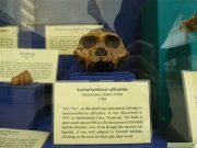Australopithekus aricanus im Nationalmuseum in Kampala, Uganda