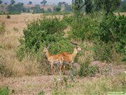 Antelopes in Queen-Elisabeth national park