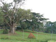 Botanischer Garten in Entebbe, Uganda