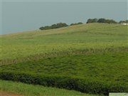 Plantation of tea and sugar cane in Uganda