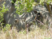 Breitmaulnashörner im Ziwa Rhino Schutzgebiet in Uganda