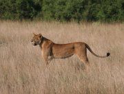 Löwe in Uganda