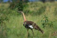 Maranatha Tours and Travel Uganda: Bird watching