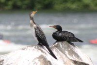 Maranatha Tours and Travel Uganda: Birdwatching