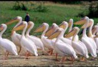 Maranatha Tours and Travel Uganda: Birdwatching