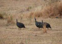 Maranatha Tours and Travel Uganda: Bird watching