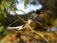 Maranatha Tours and Travel Uganda: Bird watching