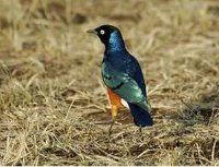 Maranatha Tours and Travel Uganda: Vogelbeobachtung