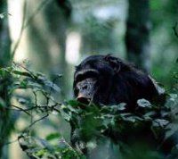 Maranatha Tours and Travel Uganda: Schimpansen-Trekking